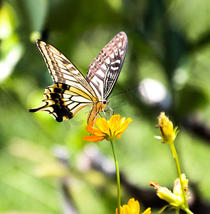 长沙百果园晌午彩色蝴蝶昆虫蝴蝶摄影图配图