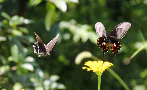 鲜艳的花摄影照片_长沙百果园早晨两只蝴蝶蝴蝶昆虫摄影图配图
