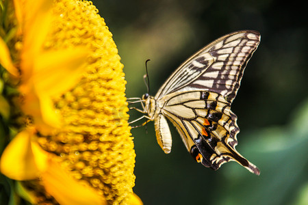 长沙百果园早晨彩色蝴蝶向日葵蝴蝶摄影图配图