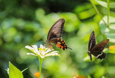 长沙百果园晌午双蝶蝴蝶昆虫摄影图配图
