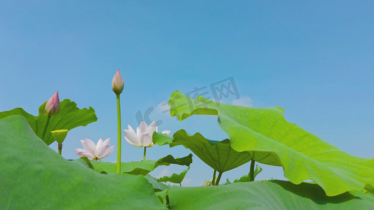 荷花灯莲花灯摄影照片_清新夏天荷塘荷花荷叶自然风景