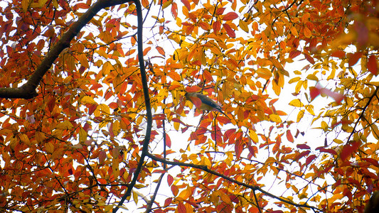 秋天红叶树上的鸟儿