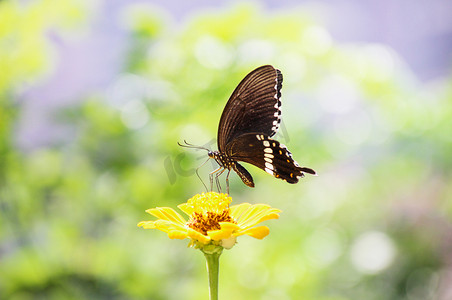 鲜艳的花摄影照片_长沙百果园早晨蝴蝶植物昆虫摄影图配图