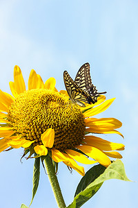 鲜艳的花摄影照片_长沙百果园晌午向日葵蝴蝶植物摄影图配图