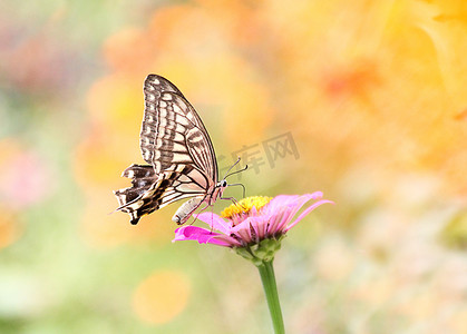 鲜艳的花摄影照片_长沙百果园早晨蝴蝶昆虫花丛摄影图配图