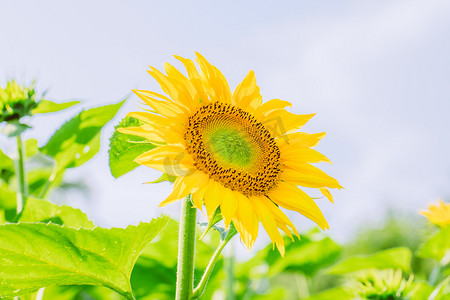 太阳花摄影照片_夏天文艺植物白天向日葵花向日葵园无摄影图配图