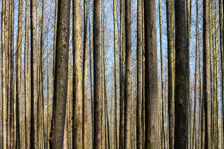 山王坪树林上午树木室外摄影摄影图配图