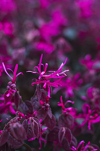 长沙湘江傍晚紫色树叶植物生态摄影图配图