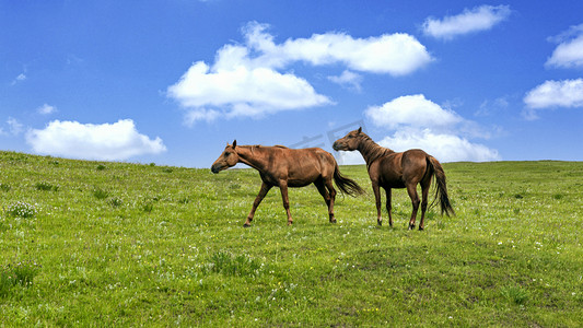 草原骏马上午马匹夏季素材摄影图配图