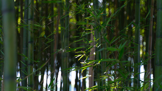大片竹子小暑竹竹园茂盛摄影图配图