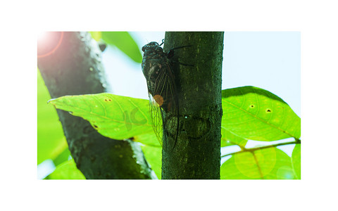 无核荔枝摄影照片_树上的蝉夏季中午蝉树枝静止摄影图配图
