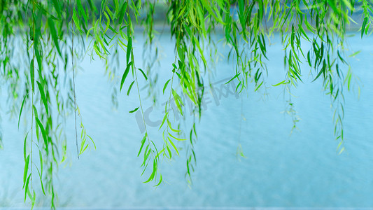 古风飘逸字体摄影照片_水面上的柳枝夏天柳叶河边垂柳摄影图配图