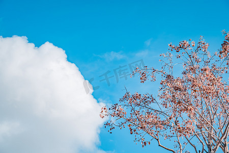 枯枝摄影照片_秋季天空植物枯枝风景摄影图配图