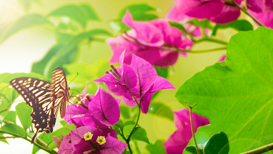 一只蝴蝶夏季中午蝴蝶花丛飞舞摄影图配图