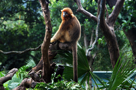 动物园白天金丝猴在树上回头摄影图配图