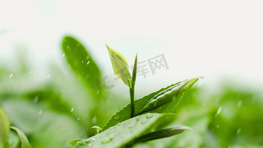 手绘茶叶条索摄影照片_实拍雨中的茶尖绿茶嫩枝丫茶叶