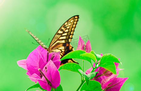 鲜花与蝴蝶夏季中午蝴蝶花丛飞舞摄影图配图