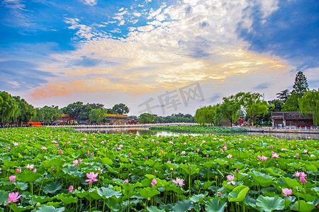 大气渐变几何海报摄影照片_北京地标北海公园荷花旅游摄影图配图