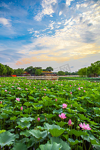 北京夏天北海公园荷花公园摄影图配图