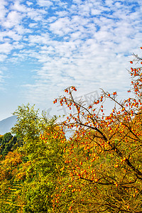 秋天早上柿子山区飘动摄影图配图