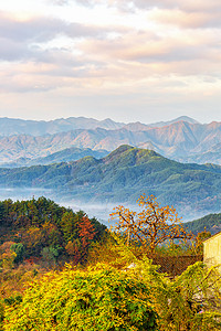 风景黄山风景摄影照片_秋天风景清晨柿子山区摇动摄影图配图