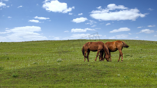 草原马匹上午马匹夏季素材摄影图配图