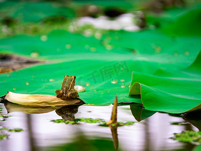 荷塘里的青蛙夏天蛤蟆池塘里跳上荷叶摄影图配图