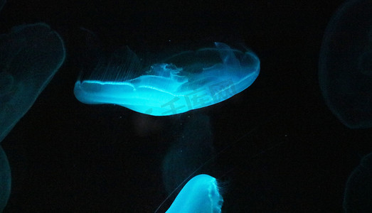 海底植物摄影照片_长沙海底世界夜晚海底水母水母海洋摄影图配图