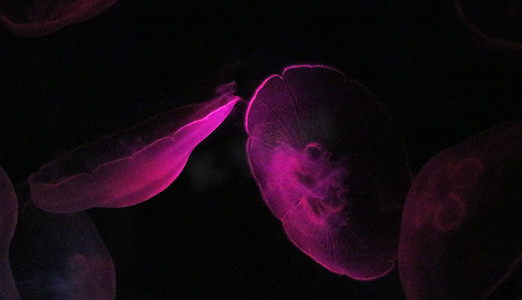 长沙海底世界夜晚紫色水母海洋自然摄影图配图