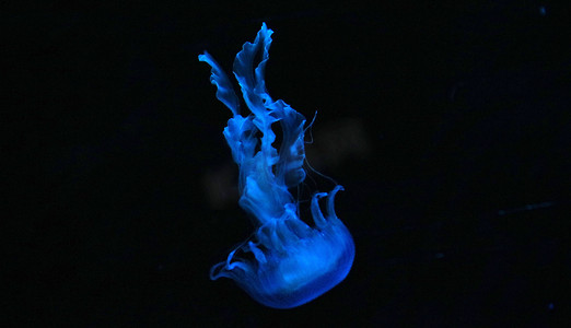 长沙海底世界夜晚蓝色水母海洋生命特写摄影图配图