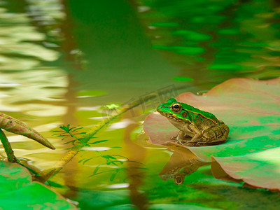 荷叶上的青蛙夏天蛤蟆荷塘里坐在叶子上摄影图配图