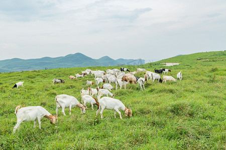 羊群中午羊草原摄影摄影图配图