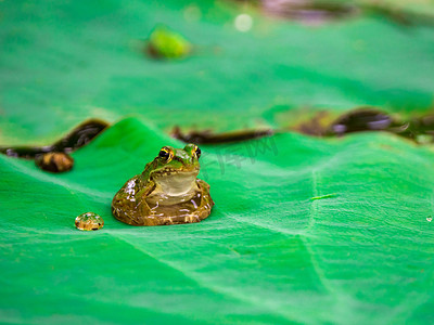 荷叶上的青蛙夏天蛤蟆池塘里趴在叶子上摄影图配图