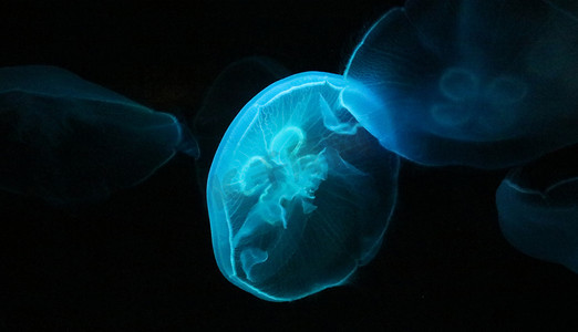 海底植物摄影照片_长沙海底世界夜晚蓝色水母海洋自然摄影图配图