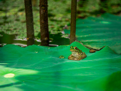 水井与青蛙摄影照片_池塘里的青蛙夏天蛤蟆荷叶上趴在叶子上摄影图配图