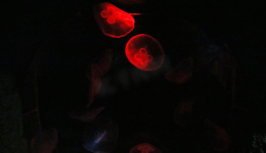 长沙海底世界夜晚红色水母水母海洋摄影图配图