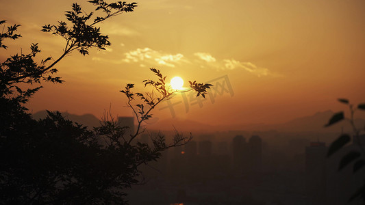 砂糖桔树叶花摄影照片_唯美日落夕阳树枝树叶剪影自然风景唯美意境