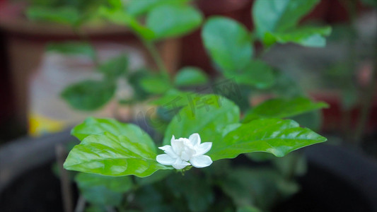 花朵栀子花夏季夏日夏天风景自然风景