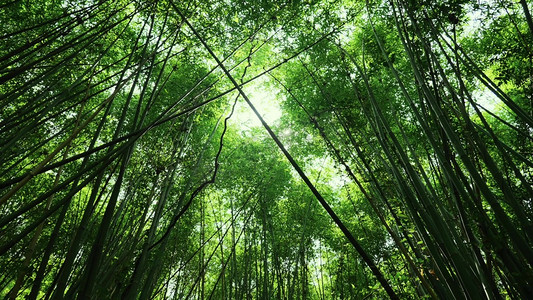 阳光穿过竹林竹叶大自然风景实拍