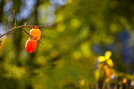 秋季旅游白天柿子山区摇动摄影图配图