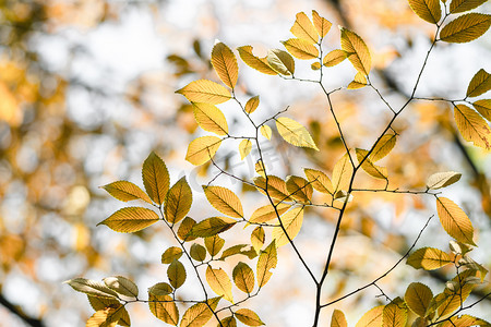 黄色树叶摄影照片_植物秋天树叶室外仰拍摄影图配图