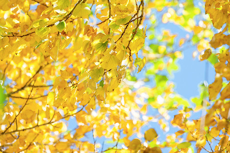 黄叶秋天树叶秋色深秋摄影图配图