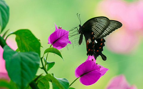花朵上的蝴蝶摄影图夏天蝴蝶室外飞舞摄影图配图