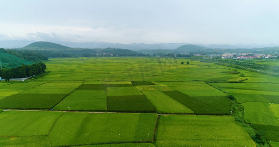 食物消化卡通摄影照片_陕西汉中大面积水稻田农田航拍