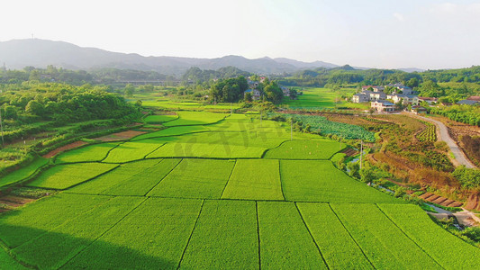 航拍美丽乡村农业稻田