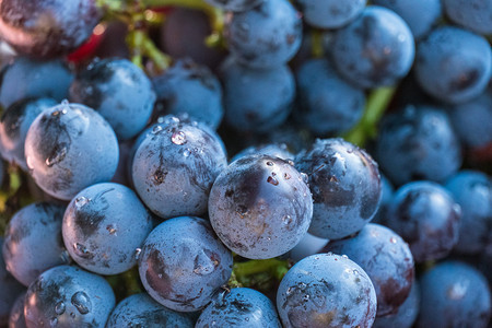 蓝莓葡萄夏季蓝莓葡萄收获静物摄影图配图