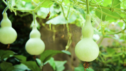 福摄影照片_农业绿色植物葫芦藤蔓下的葫芦农村乡村田园风景风光