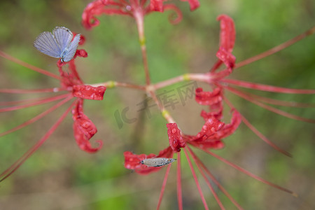 小碎花摄影照片_花上的蝴蝶下午蝴蝶公园无摄影图配图