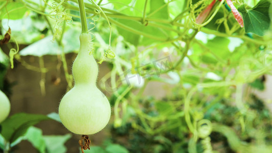 绿色植物葫芦藤蔓下的葫芦农村乡村田园风景风光