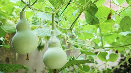 藤蔓摄影照片_绿色植物藤蔓下的葫芦农村乡村田园风景风光